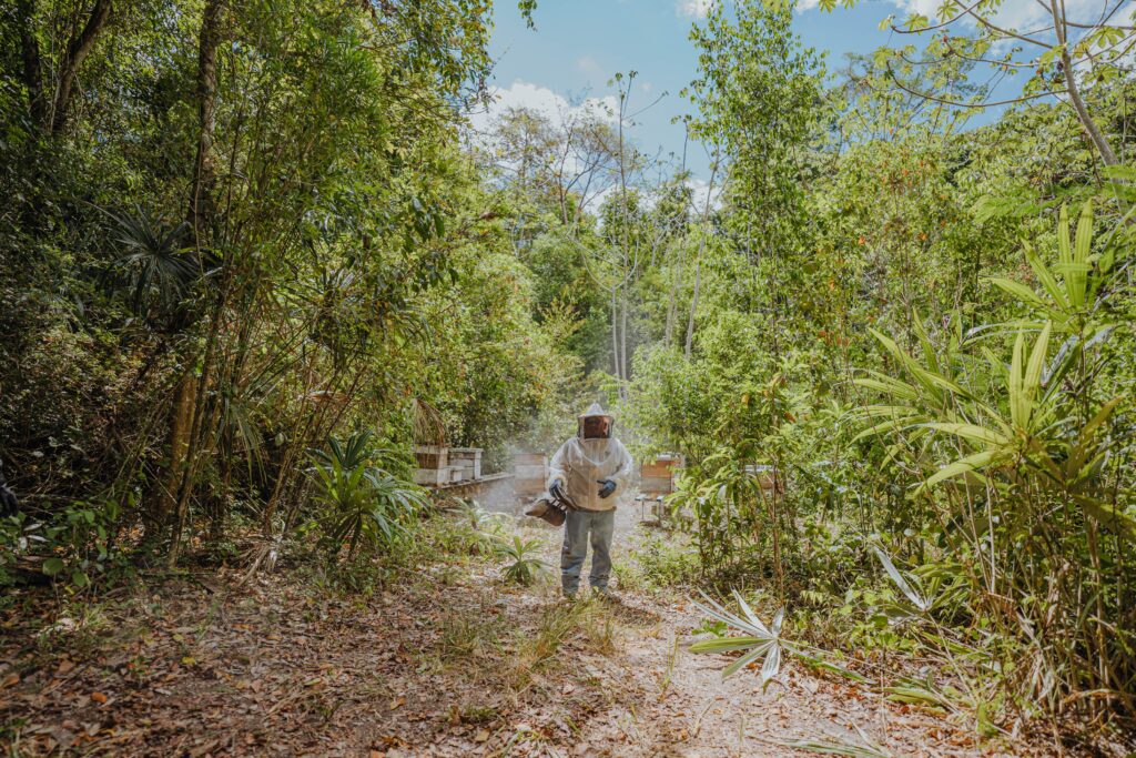 La apicultura mexicana en riesgo por cambio climático