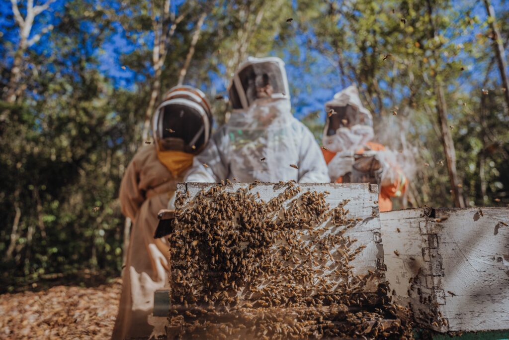 La apicultura mexicana en riesgo por cambio climático
