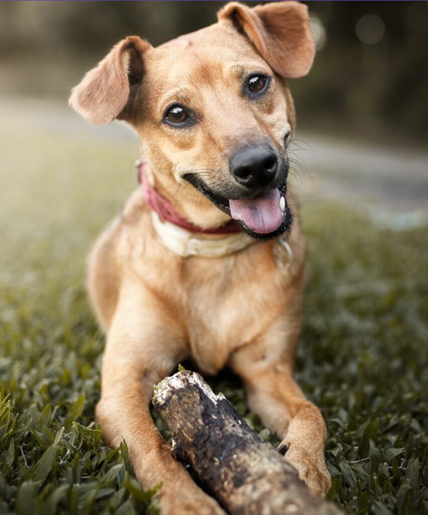 Adopción 110 mil en el Día del Perro de Raza Única