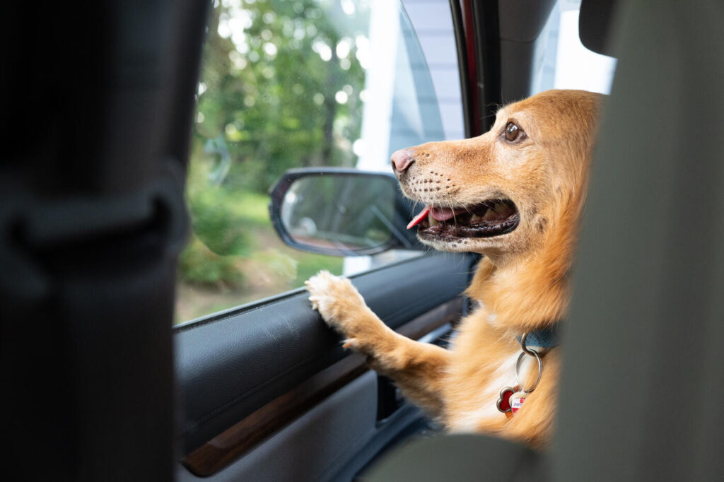 Cuidados para tu animal de compañía en época de calor