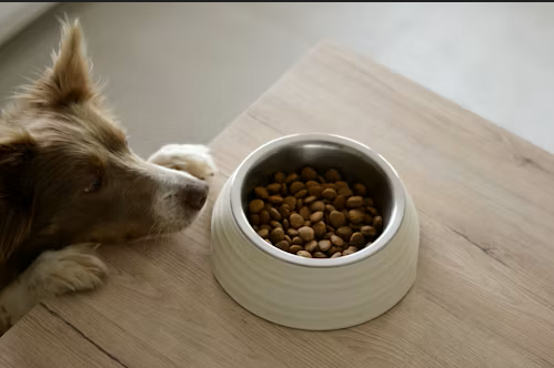 ¿Por qué tus animales de compañía aman sus croquetas? 