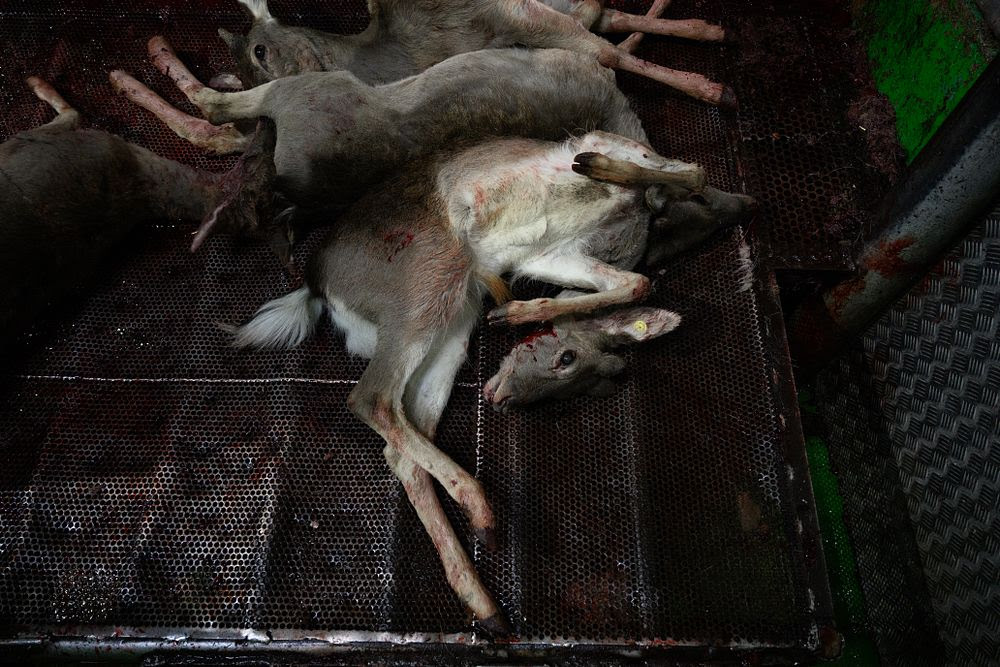 Revelan matanza de ciervos en un rastro de España