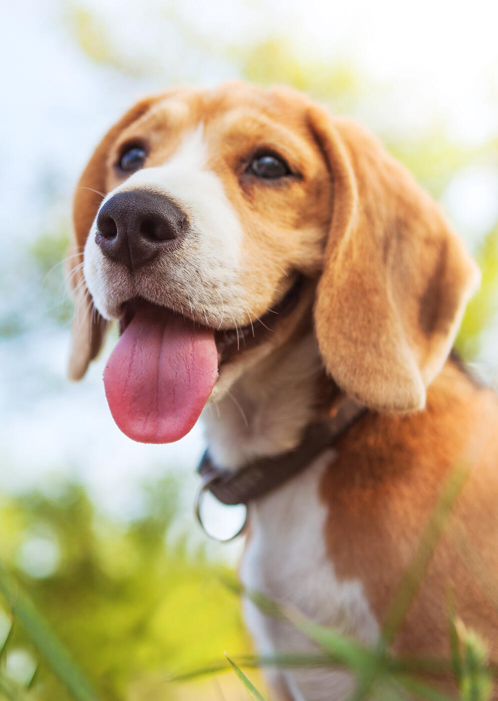Cuidados para tu animal de compañía en época de calor