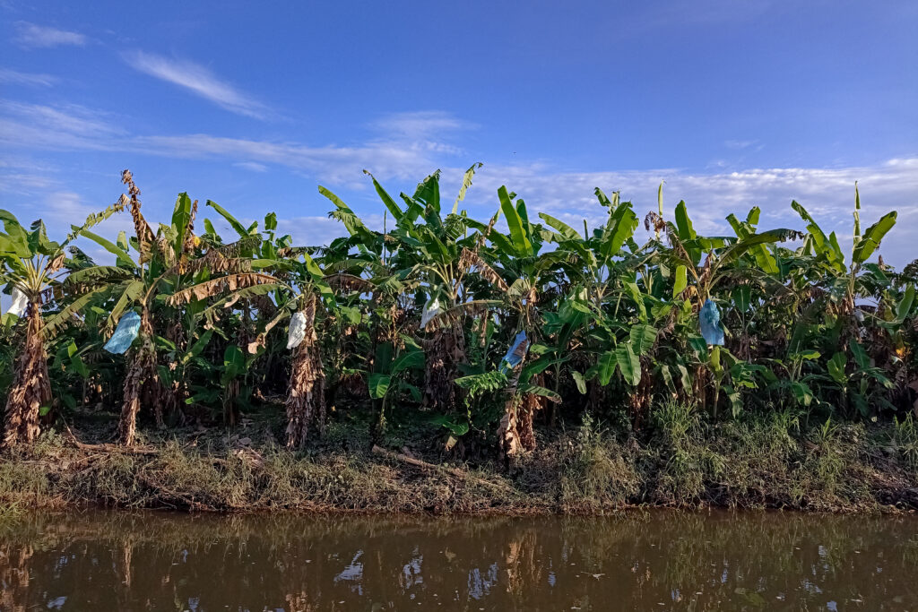 Blindan producción de plátano para detectar plagas