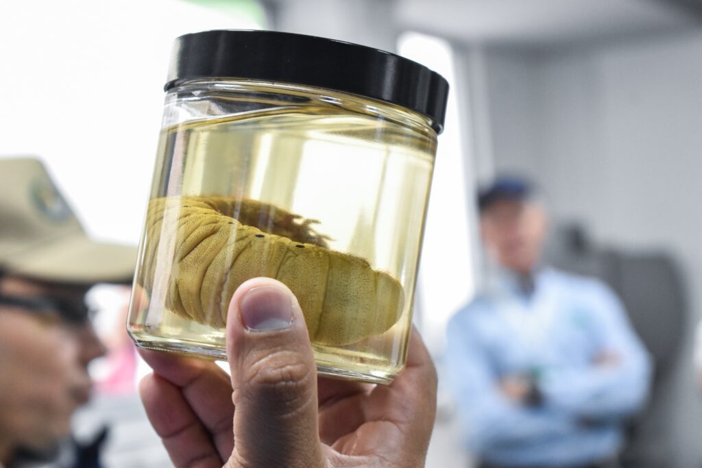 Sanidad vegetal: pilar de la seguridad alimentaria