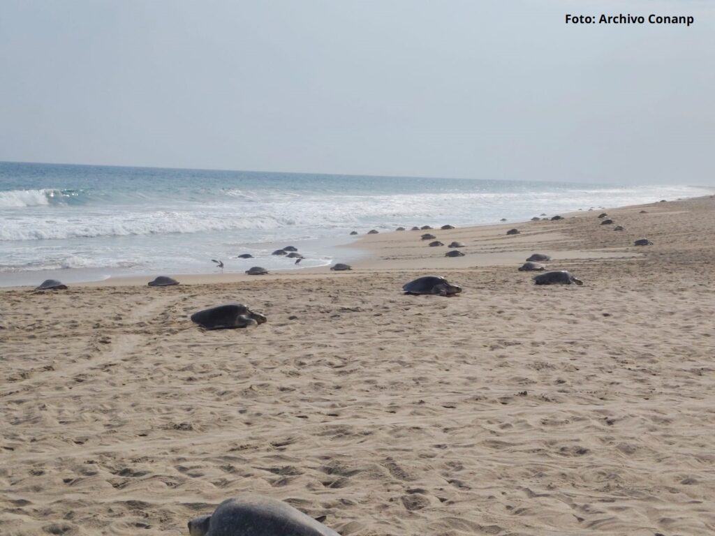 Llegan 11 mil 290 tortugas golfina en la primera arribada