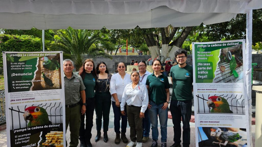 Se unen para combatir el comercio ilegal de aves