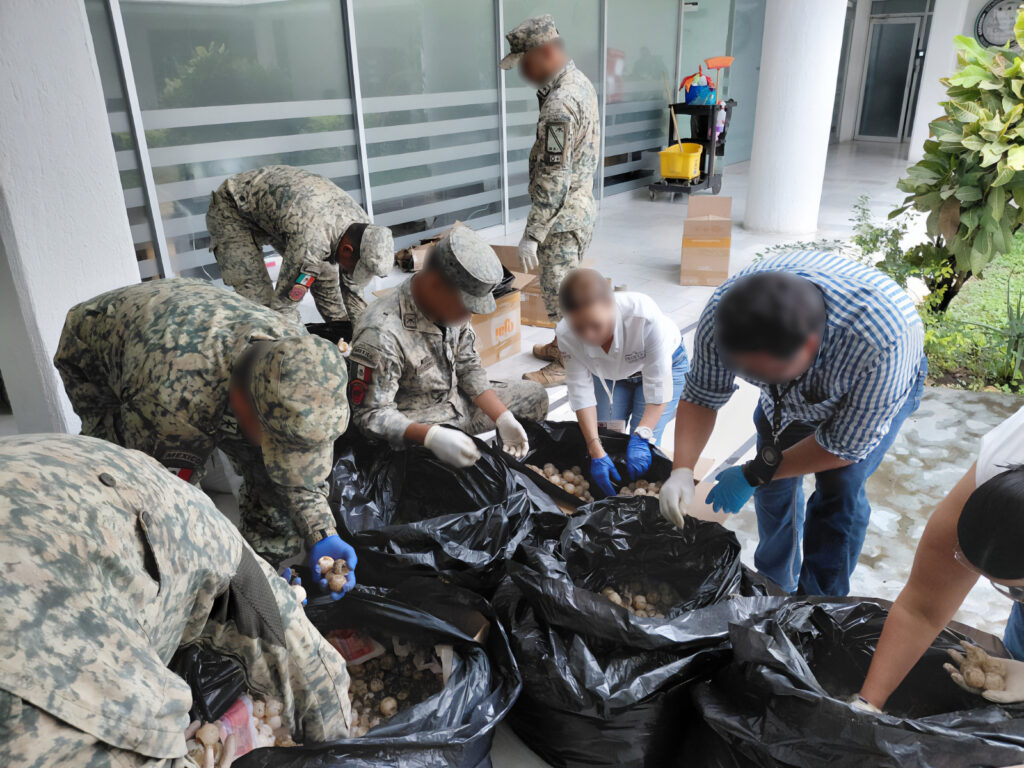 Detienen a persona con 11 mil 175 huevos de tortuga