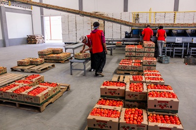 El precio del jitomate por debajo de los 20 pesos