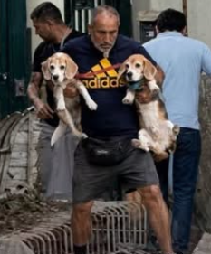 Rescate animal tras los terremotos en Venezuela