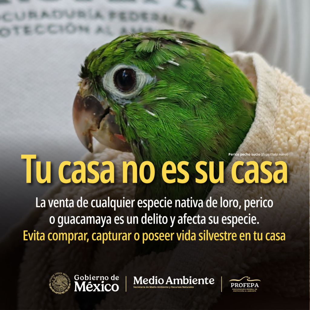 Acciones para combatir venta ilegal de vida silvestre