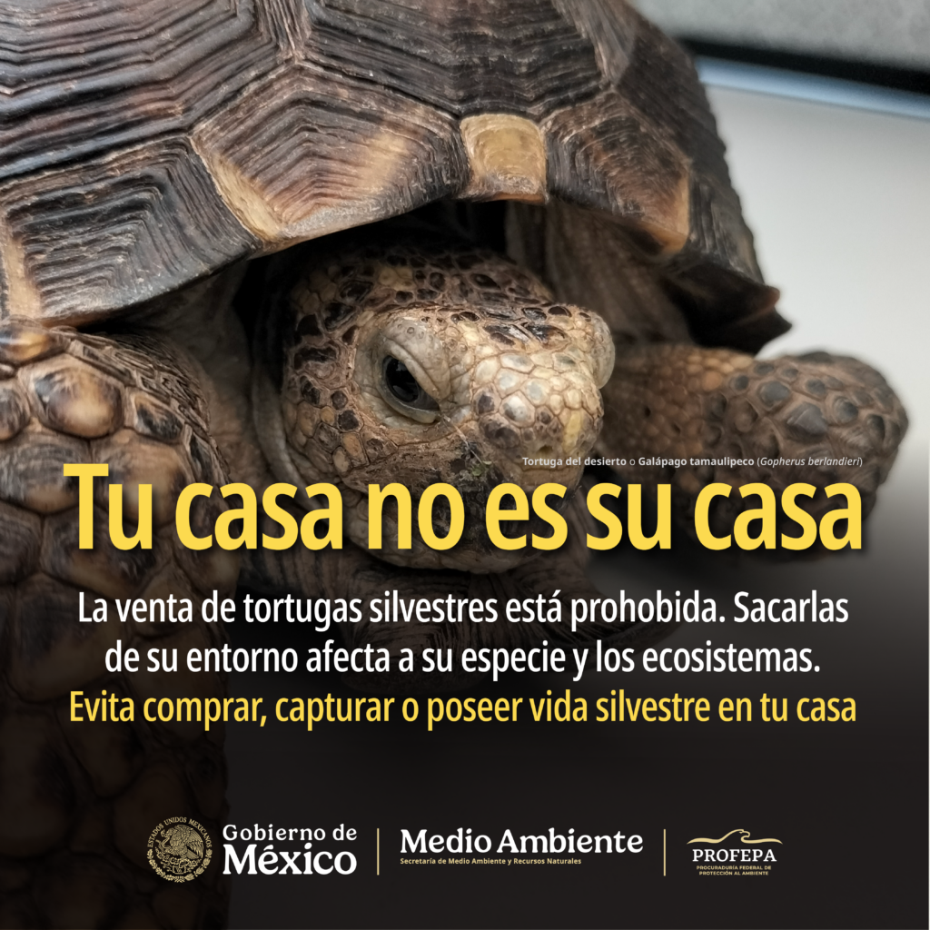 Acciones para combatir venta ilegal de vida silvestre