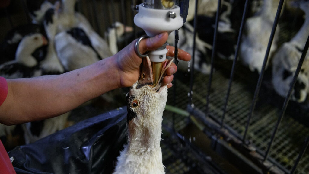 Brasil prohíbe por Ley el foie gras por ser forzado