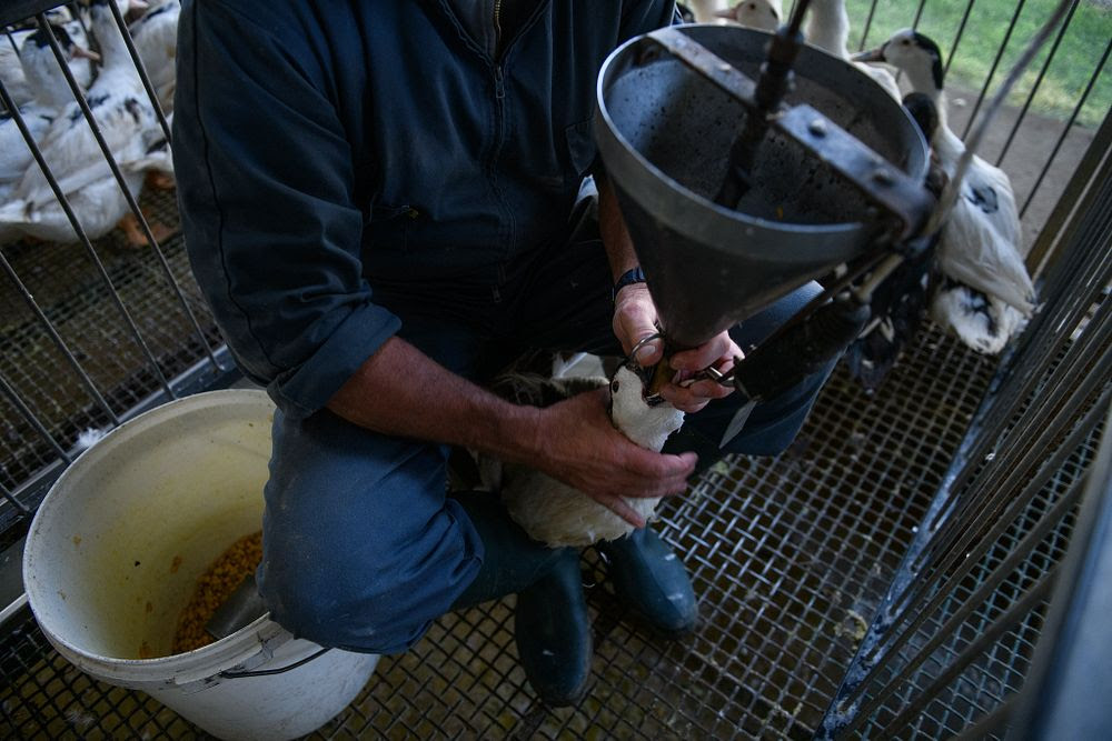 Brasil prohíbe por Ley el foie gras por ser forzado