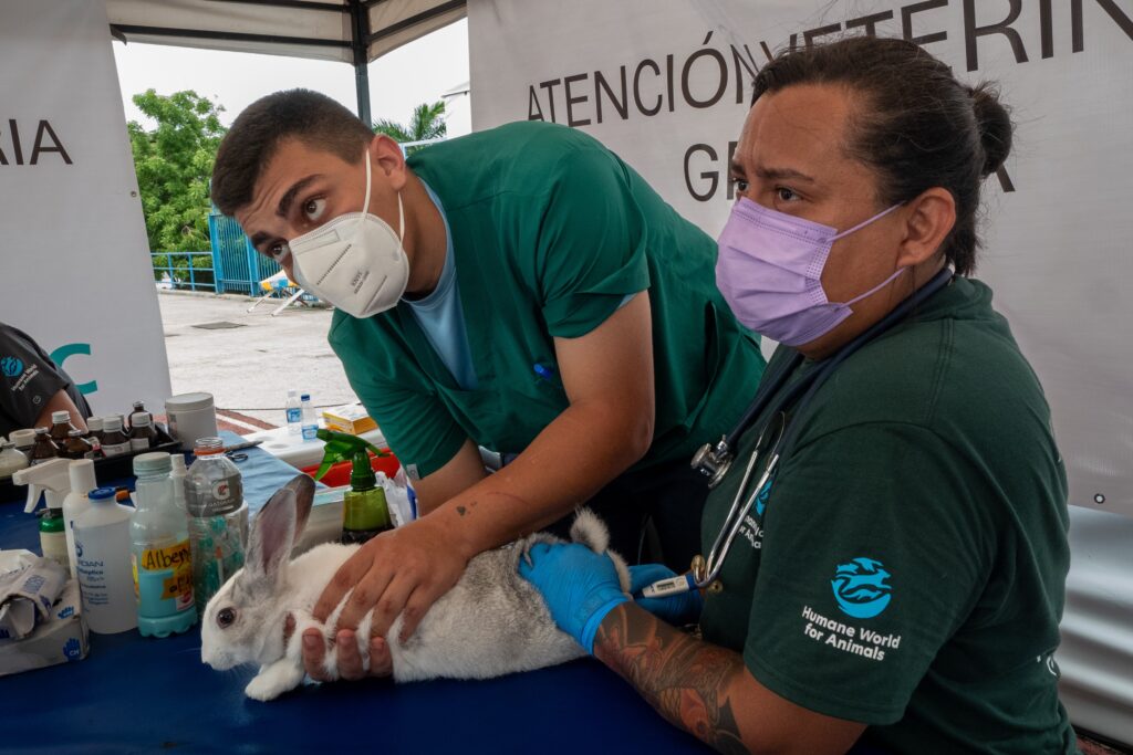 Clínicas veterinarias móviles atienden en Venezuela 