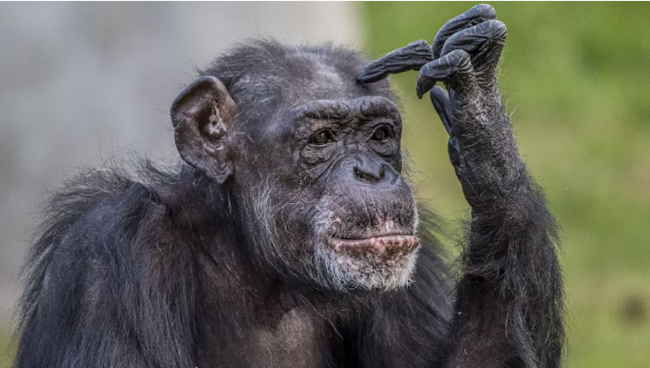 Día Mundial del Chimpancé: cuando el espejo incomoda