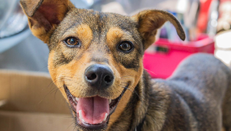 Día Mundial del Perro: el animal que más se abandona