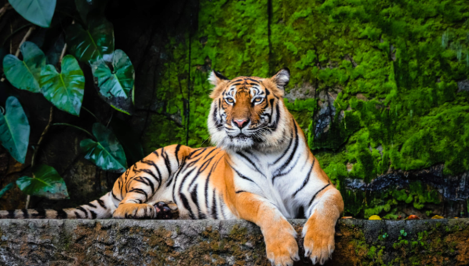 Día Internacional del Tigre: Cuando desaparece...