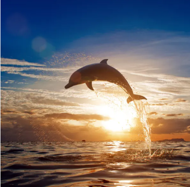 Día Mundial de los Delfines en Cautiverio