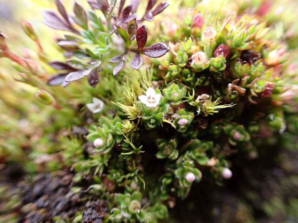 Descubren especie de planta de la familia Rubiaceae