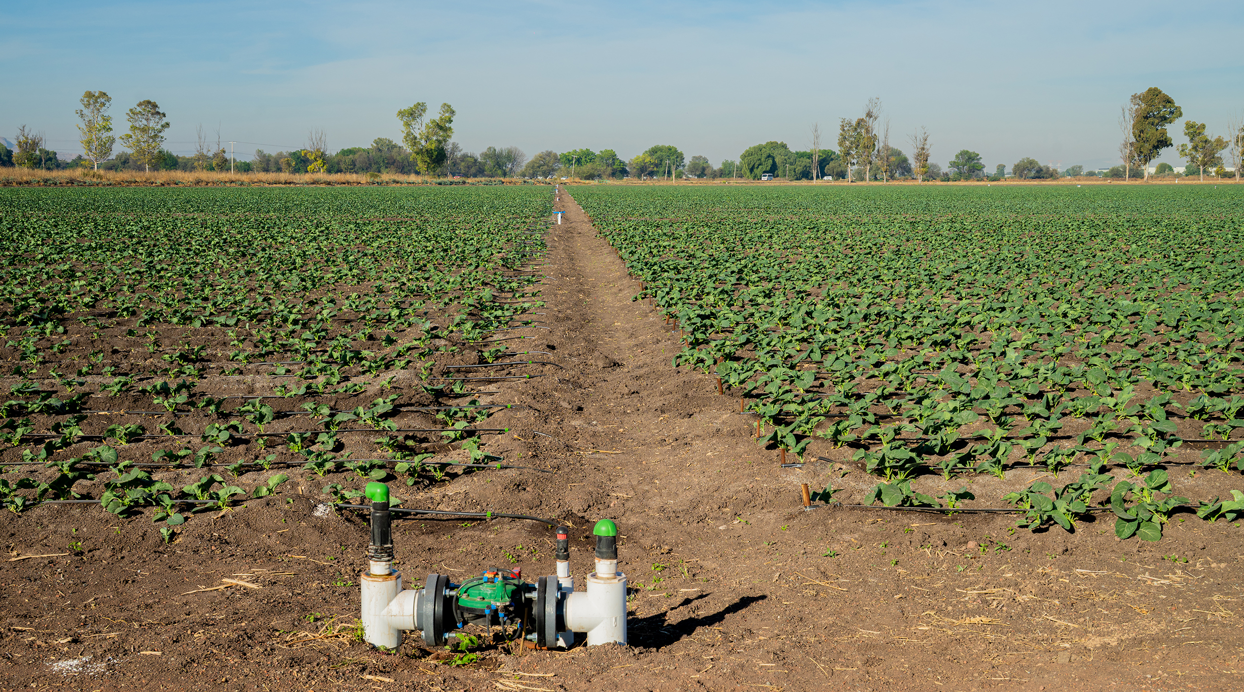 Restaurando el agua a través de la innovación agrícola