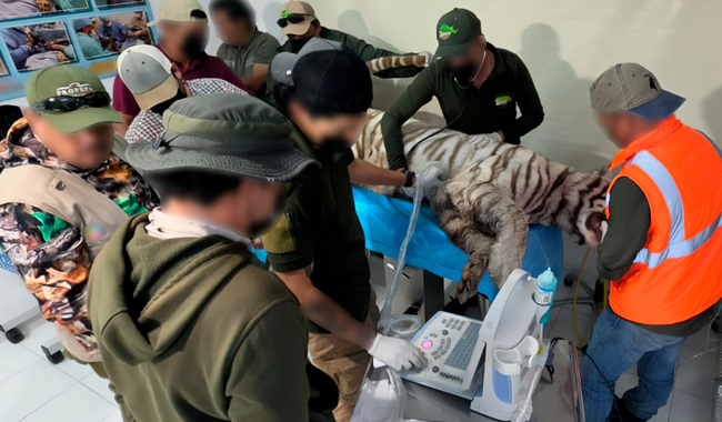 Matan a tigre Kenzo de tres tiros tras días de búsqueda