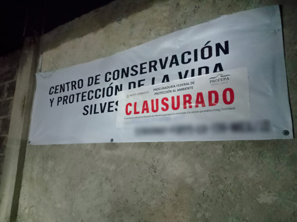 Matan a tigre Kenzo de tres tiros tras días de búsqueda