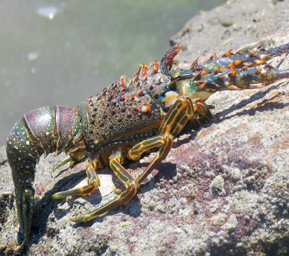 Anuncia Conapesca siete períodos de veda