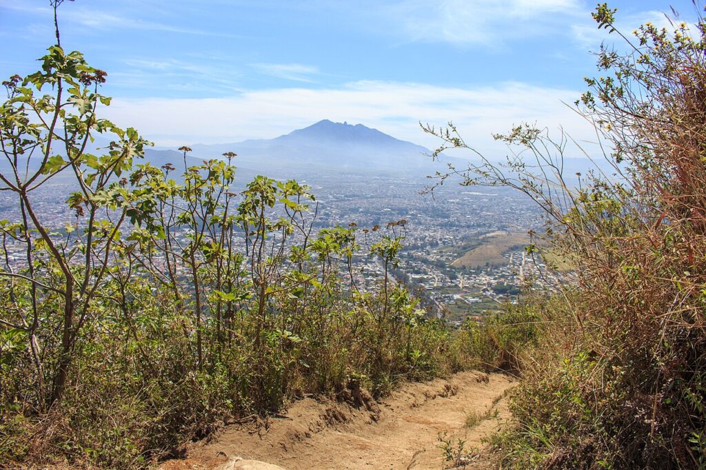 SDS Nayarit y WWF reforestarán 20 hectáreas