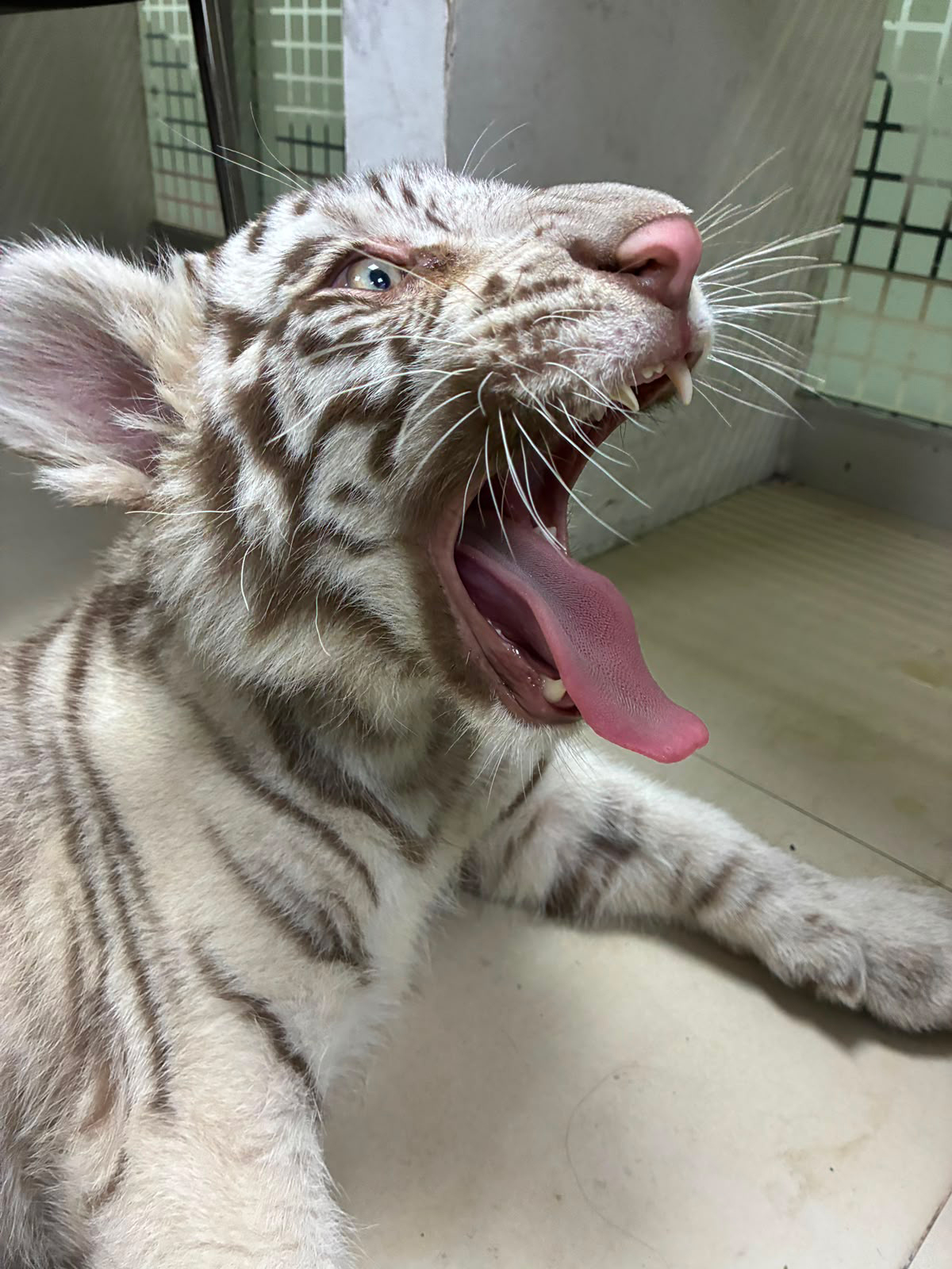 Trasladan a una UMA a cachorra de tigre de bengala 