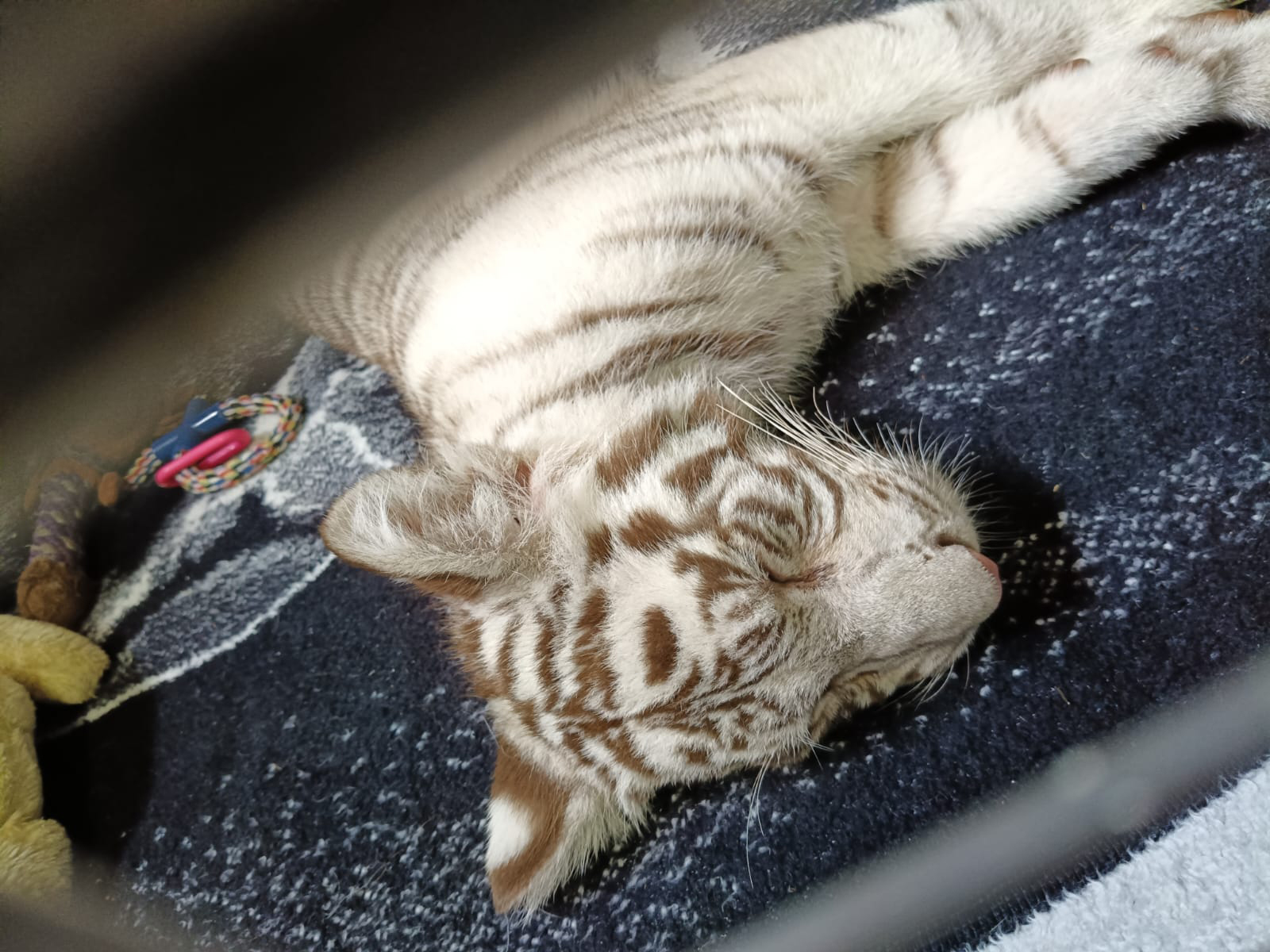 Trasladan a una UMA a cachorra de tigre de bengala 