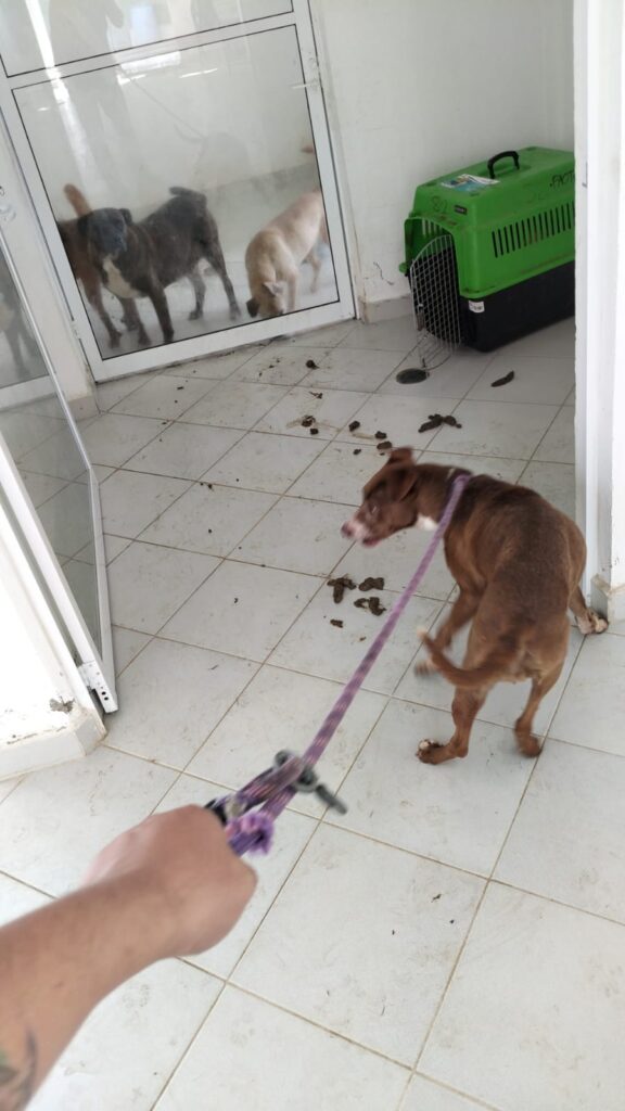 Maltrato animal a perros franciscanos del Ajusco
