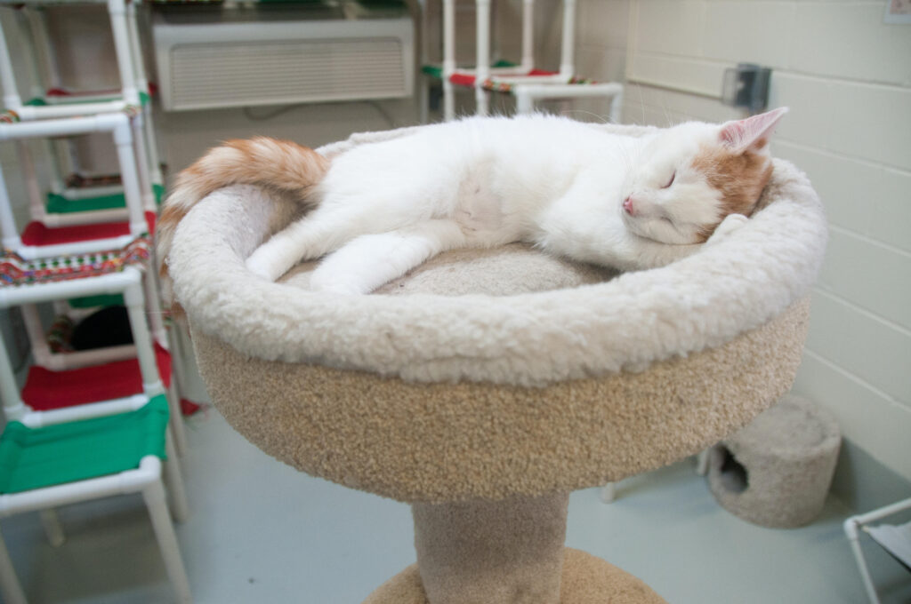 Tres pilares clave para garantizar la salud felina