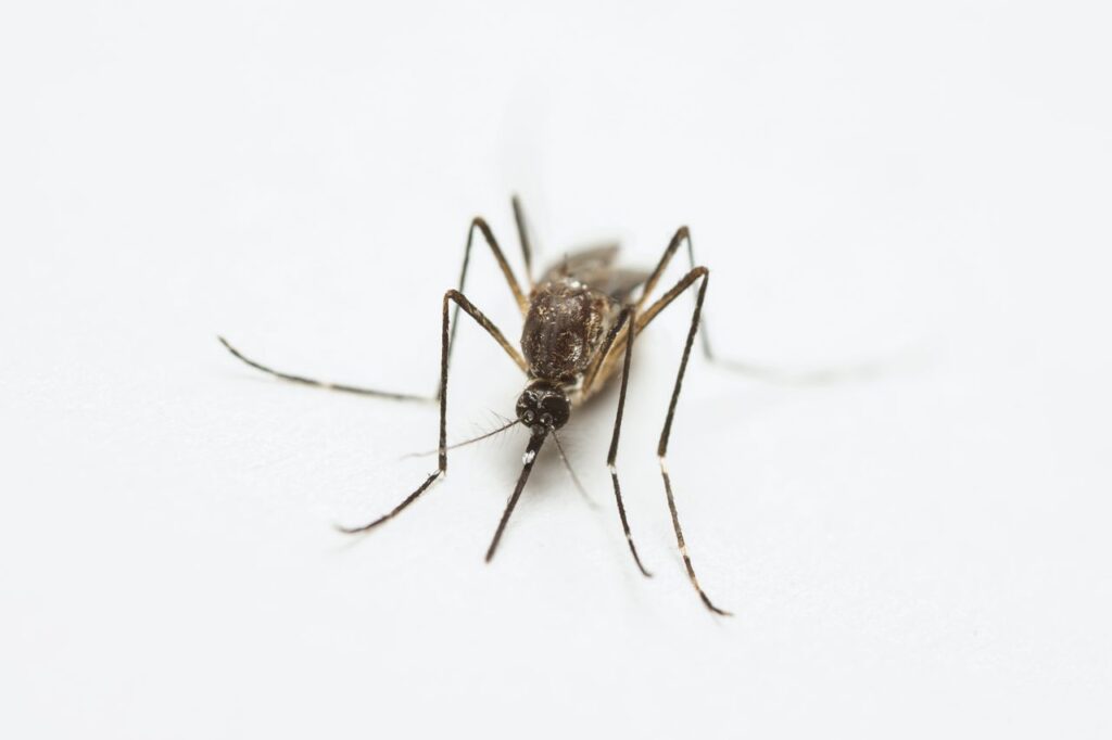 Vacunación fortalecería el control del Dengue en México