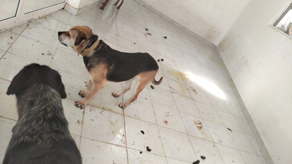 Maltrato animal a perros franciscanos del Ajusco