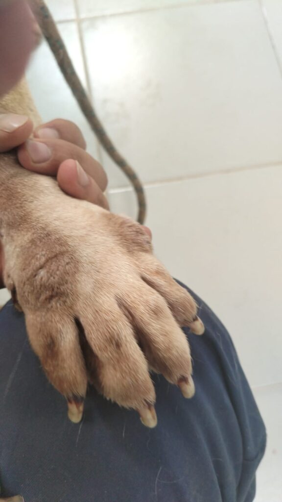 Maltrato animal a perros franciscanos del Ajusco