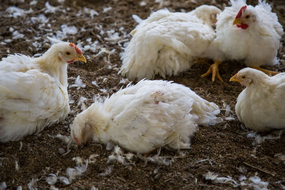 Granjas industriales de pollos propagan bacteria 