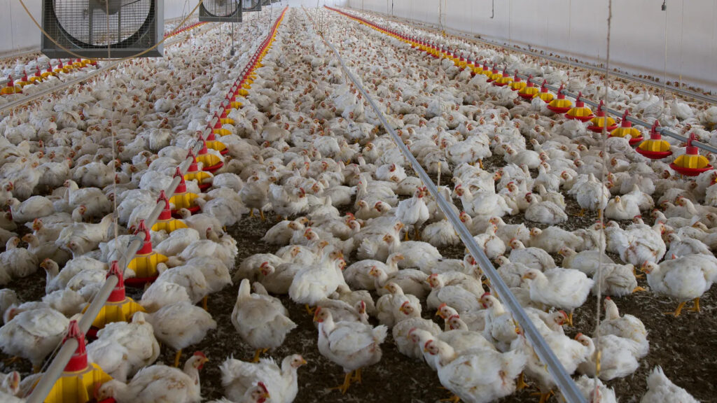 Granjas industriales de pollos propagan bacteria 