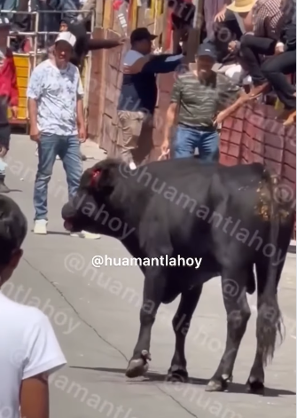 Denuncian crueldad contra un toro durante Huamantlada
