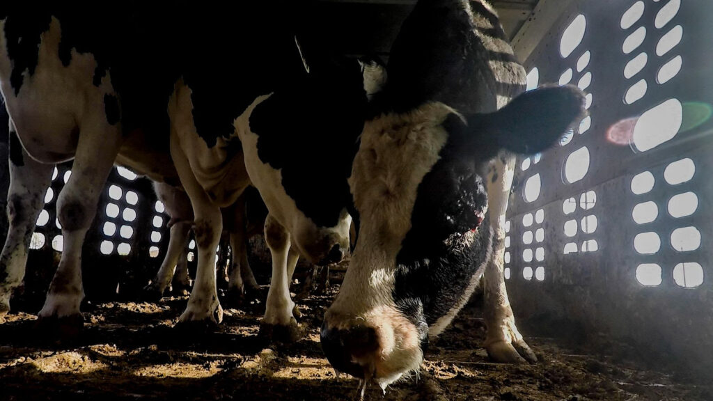 EE.UU. rechazó decenas de miles de animales mexicanos