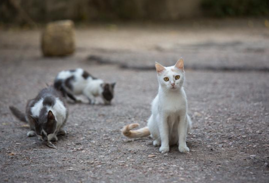 Sobrepoblación no es un problema de los gatos