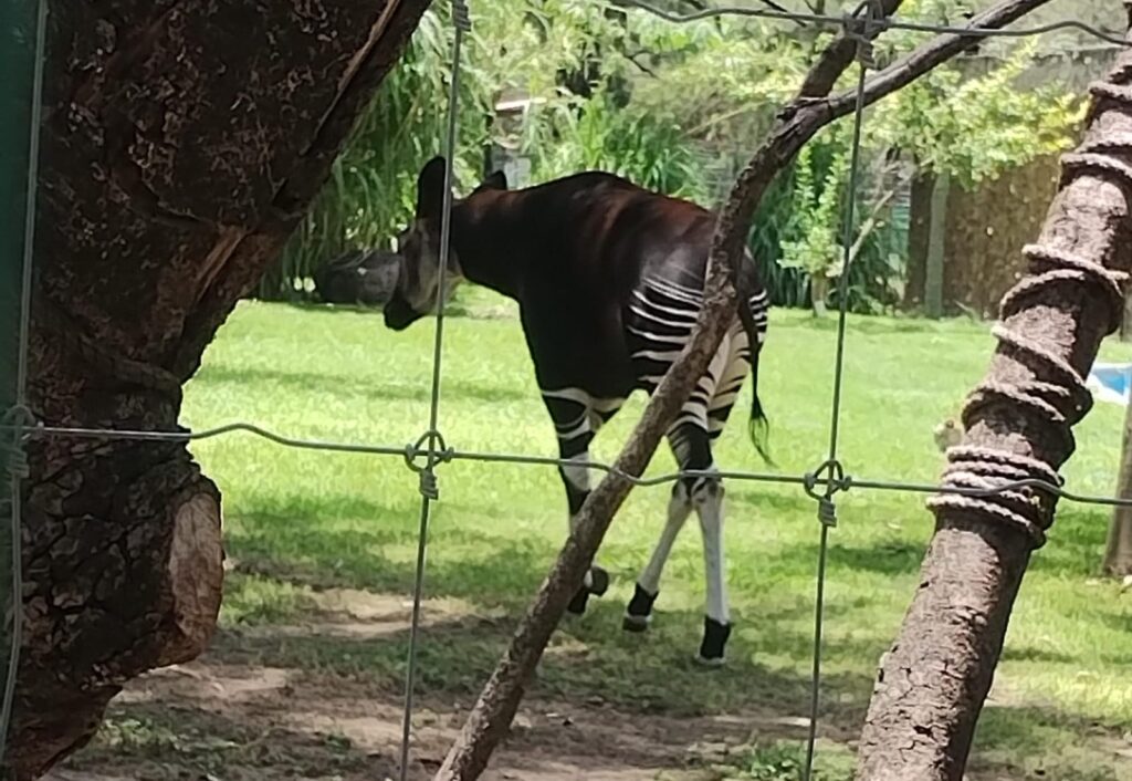 Reafirma León su compromiso con el bienestar animal