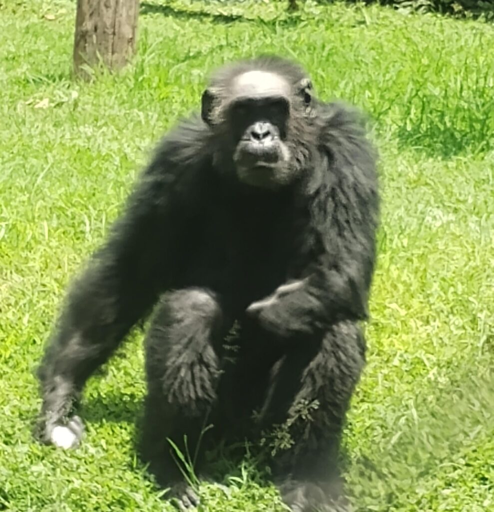 Reafirma León su compromiso con el bienestar animal
