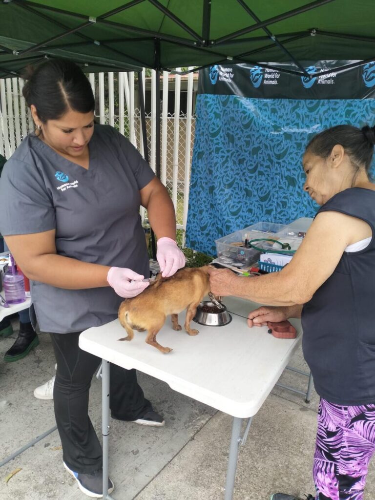 Prevenir para proteger: México libre de rabia