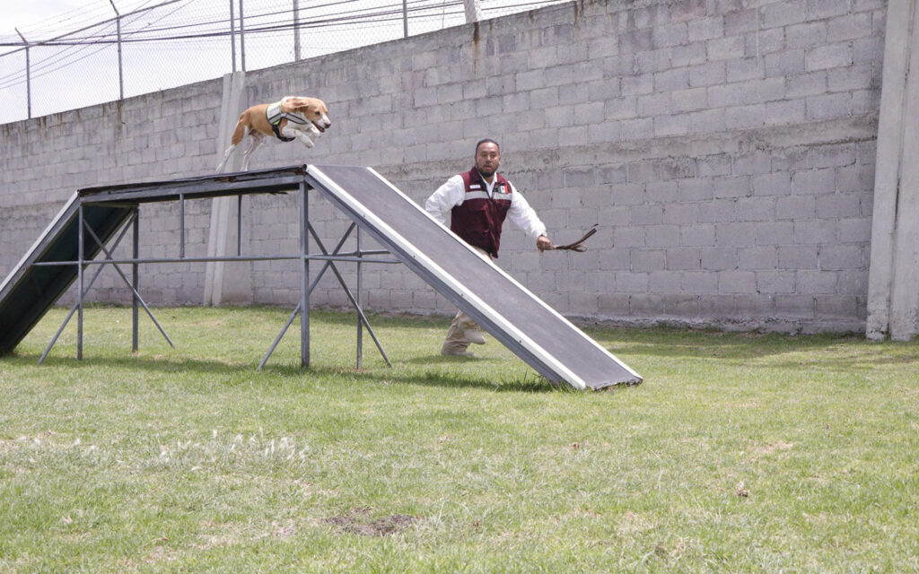 Sanidad agropecuaria con nuevos binomios caninos