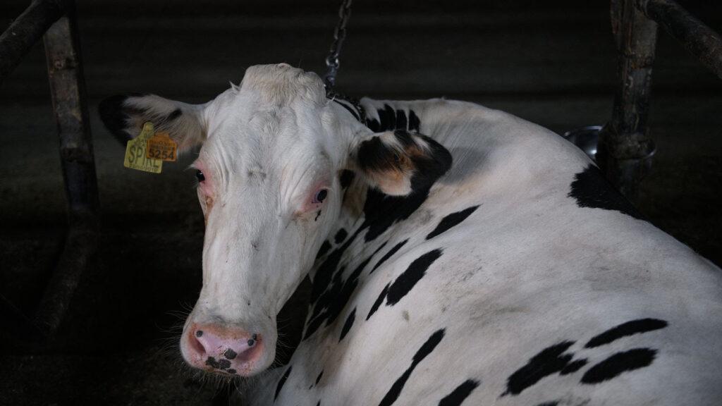 Senado aprueba Ley General de Bienestar Animal