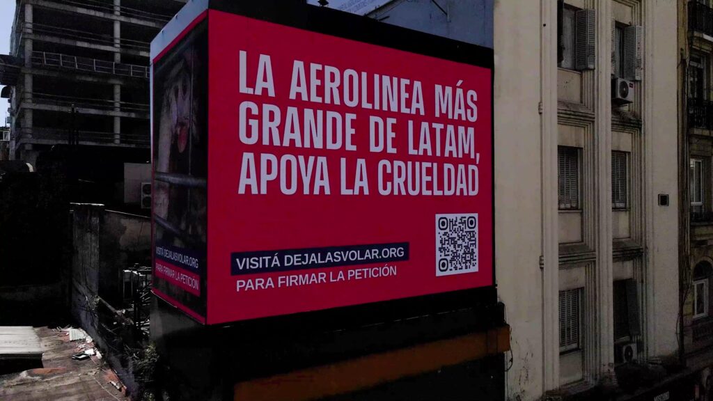 Reclaman a aerolínea deje de usar huevos de gallinas