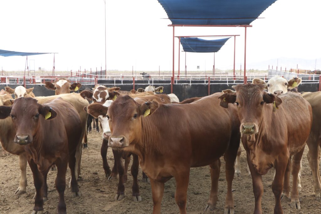 Se reanudará exportación de ganado desde San Jerónimo