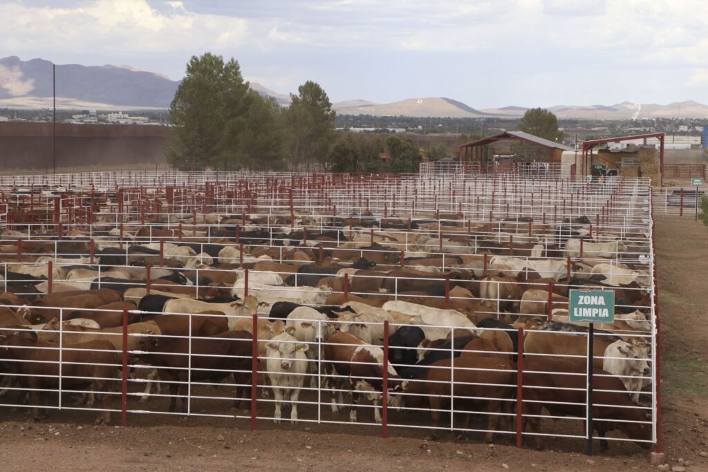 Se reanudará exportación de ganado desde San Jerónimo
