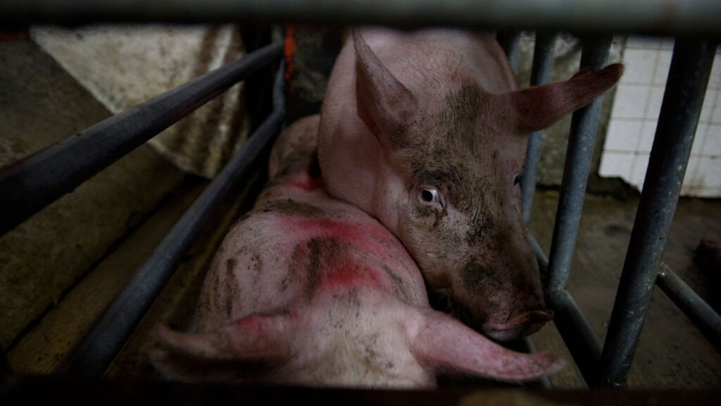Más de 2 mil millones de animales fueron matados